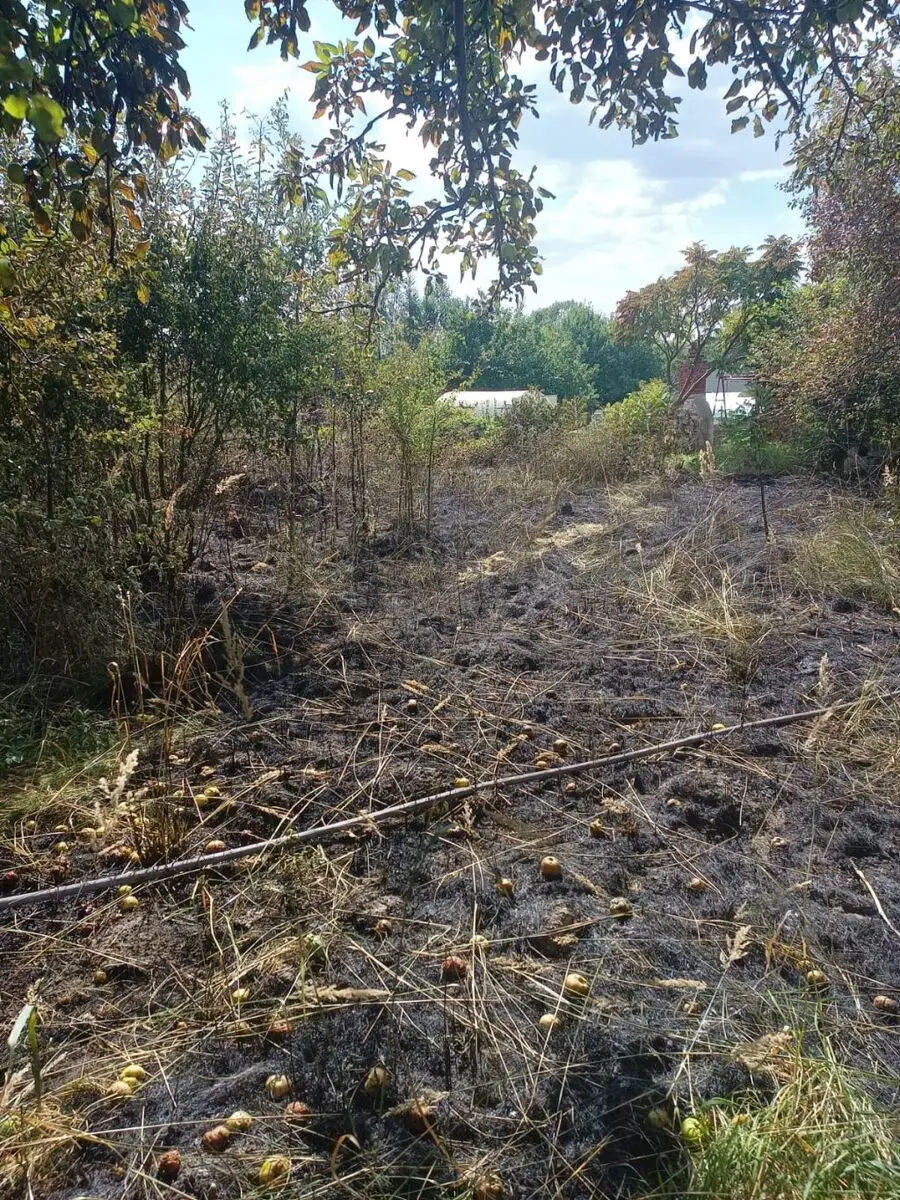Interwencja policji przy pożarze traw w Bliżynie