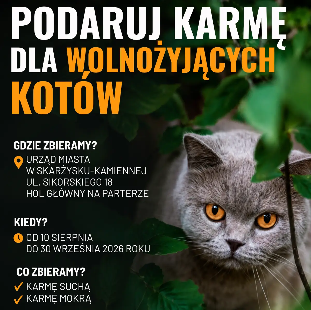 Zbiórka karmy dla wolnożyjących kotów w Skarżysku-Kamiennej